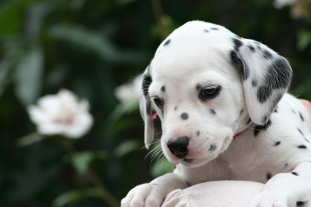 Cute Dalmatian  puppy.