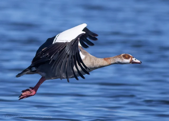 Canon EOS 7D Mark II Autofocus Consistency Testing : Egyptian Goose in Flight 08