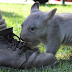 ORPHANED BABY WOMBAT MEETS A MAN WHO CHANGES HIS LIFE FOR GOOD
