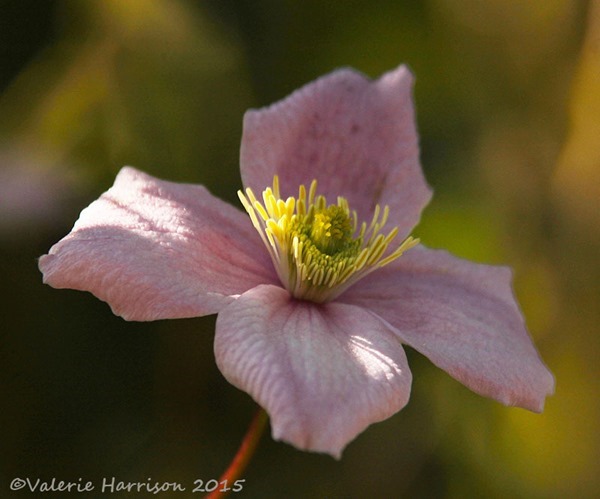 clematis