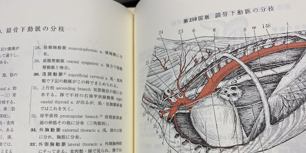 Bagaimana Mahasiswa Kedokteran Hewan di Jepang Belajar Anatomi Veteriner?
