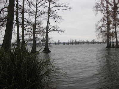 state park tennessee, lake shore, stumps, i-40
