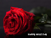 rose day wallpaper, amazing rose day wallpaper free download 2019, single big rose photo