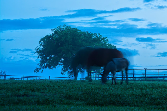 Belgian Horses, Ennis