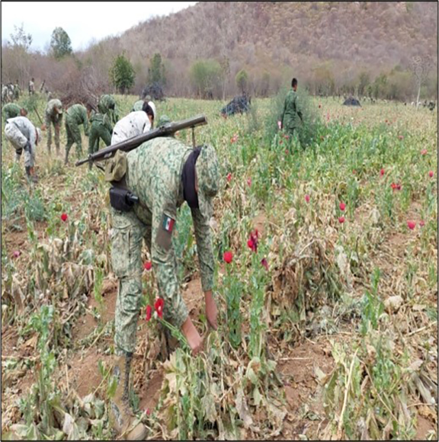 Ejército Mexicano localiza 3 plantíos de amapola en Sinaloa