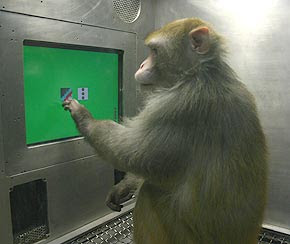 monkey computer IT