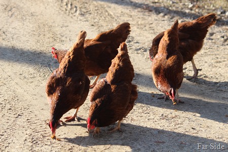 Theresas Chickens