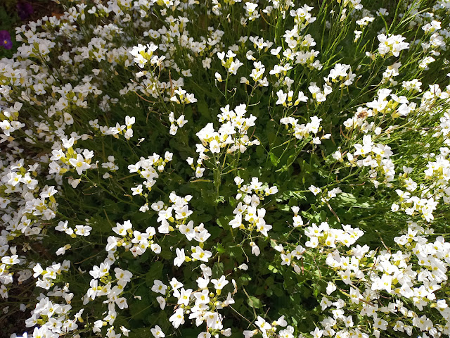 Arabis (Arabis alpina L. subsp. caucasica (Willd.) Briq.).