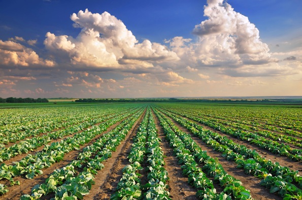 Oltre l'80% della superficie agricola europea contiene pesticidi