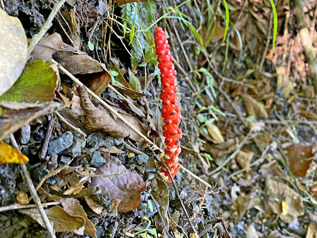 穗花蛇菰（雄株）