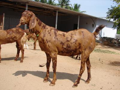 ternak ayam jantan