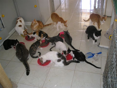 a room of rescued cats