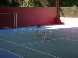 Patas 18 (23)