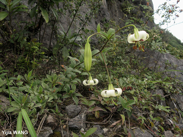 Лилия Пуалана / Лилия Пуалена (Lilium poilanei)