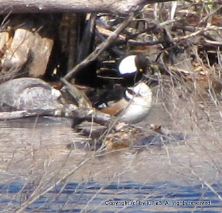 Hooded Merganser