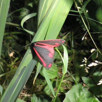 the cinnabar moth, Tyria jacobaeae