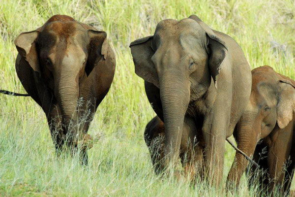 Elephants at Periyar National Park