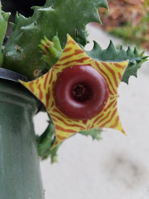 Planta de flor com mal cheiro, Suculenta com flor fedida, Huernia zebrina com flor fedorenta, cacto huÃ©rnia, cacto com flor que atrai moscas, suculenta africana, Huernia ou Orbea, diferenÃ§a entre Huernias e Orbeas, Huernia keniensis, Como identificar cactos e suculentas, IdentificaÃ§Ã£o de cactos e suculentas,