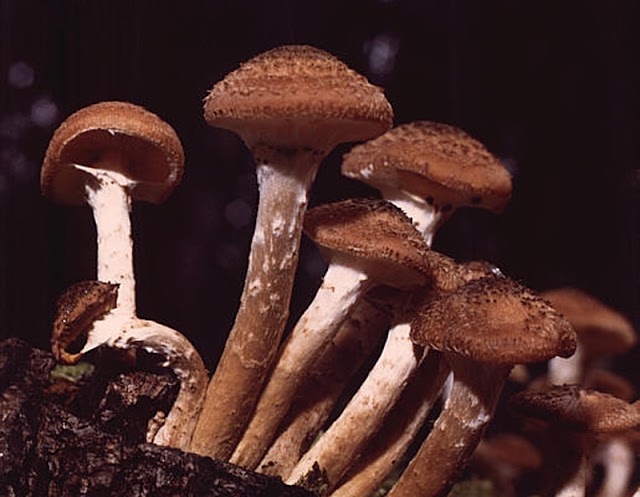 Armillaria Ostoyae, ο μύκητας που καταστρέφει δάση και αγρούς