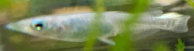 深海(しんかい)メダカ 稚魚 ２０５日目