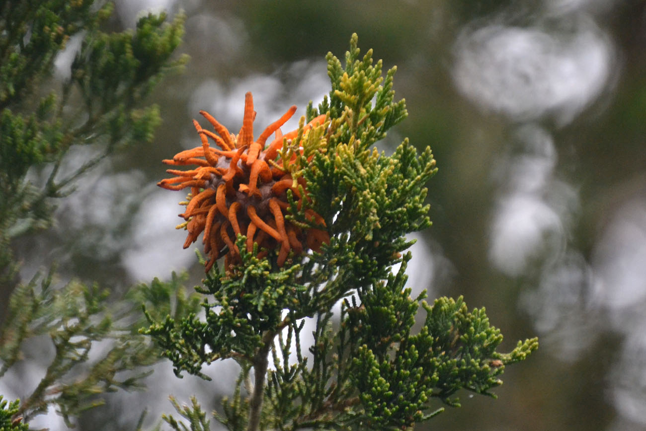 Woods Walks and Wildlife: Red Cedar Alien