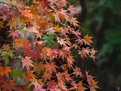 Autumnal tints: Engaku-ji