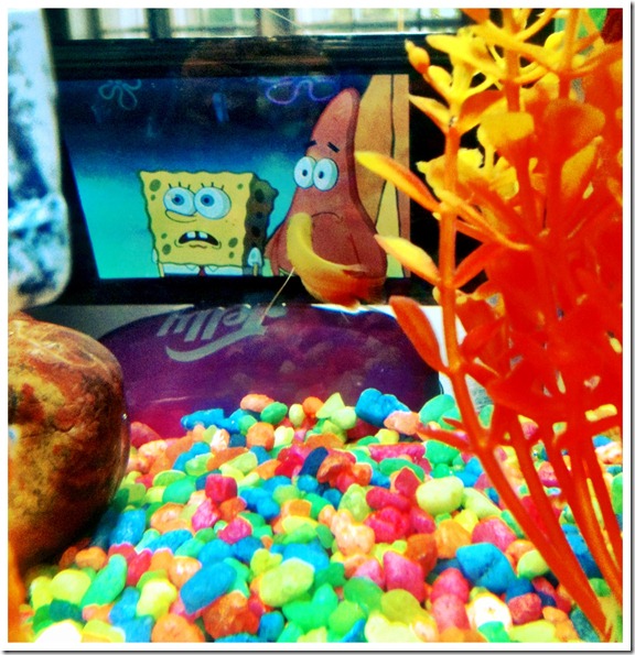 fish1