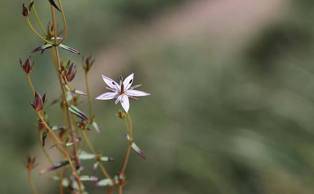 Marsh Felwort Flowers