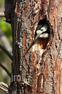 Syrian Woodpecker nesting, Syrian Woodpecker nesting season, woodpecker,woodpecker couple,woodpecker nesting season, 