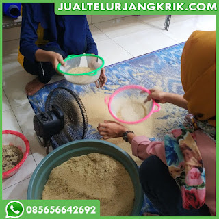 Jenis pakan jangkrik agar cepat besar