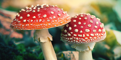 Amanita Muscaria Mushrooms - Poisonous! Danger Danger