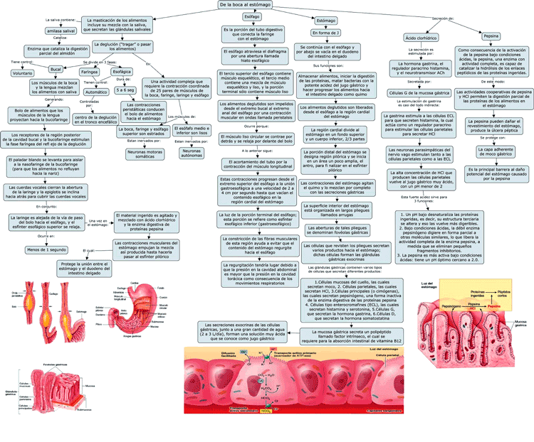 Mapa conceptual de la Boca al estomago