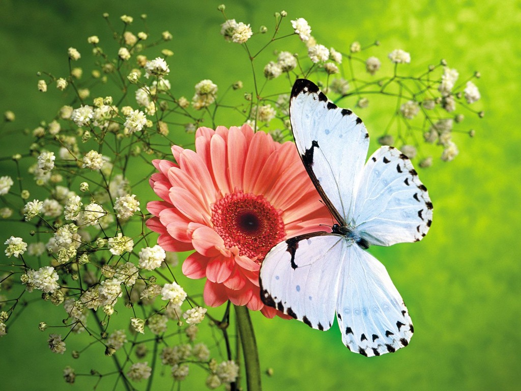 Butterfly Wallpaper