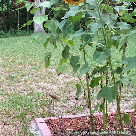 Female Cardinal sitting on the Sunflower Garden Edging