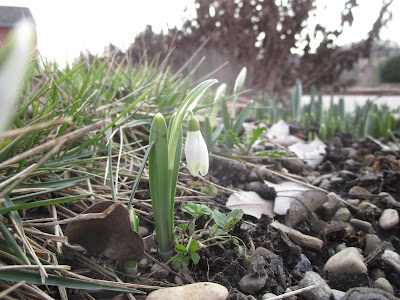 Close-up of a single snowdrop with green leaves and white petals growing on the edge of some grass and gravel paths in February