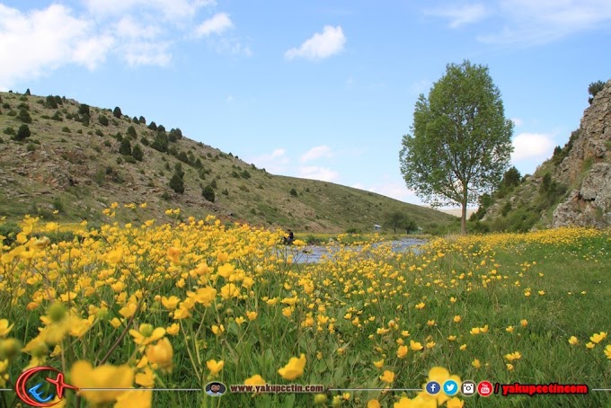 Torosların Altın Düğün Çiçekleri görenleri büyülüyor.