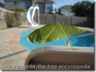 Katydid 2