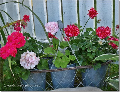 pelargoner