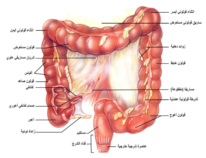 الشكل 19-12: الأمعاء الغليظة كما تبدو في موقعها في الجسم