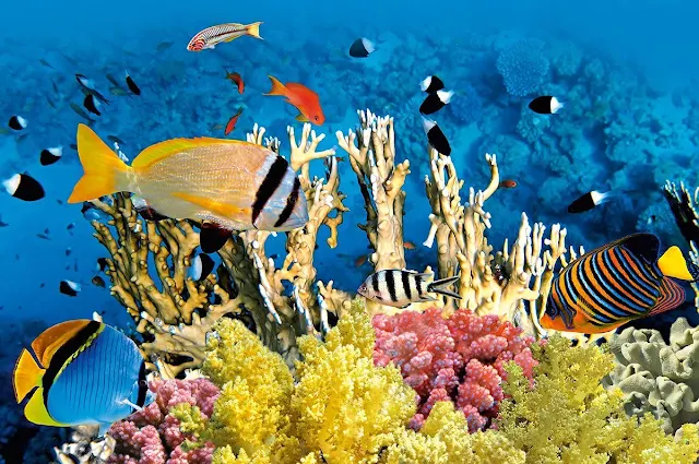 Elphinstone Reef Dive Resort Marsa Alam