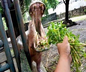 Kebun binatang terburuk didunia