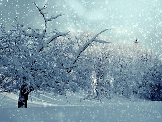 alte muster fallenlassen, alte gewohnheiten aufgeben, sich ändern, neubeginn, veränderung, lyrik, bild, foto, winter, bäume, schnee, landschaft, natur