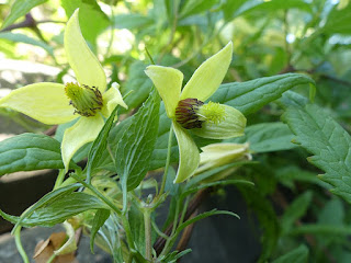 Renoncule à feuilles crénelées - Clematis serratifolia