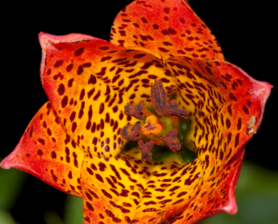 Лилия Грея (Lilium grayi)