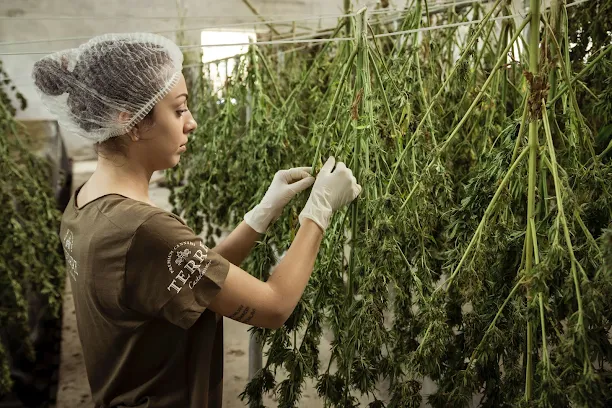 This photo shows a young woman surrounded by green marijuana plants. She delicately picks dry marijuana buds. Behind her is a specially designed growing room.