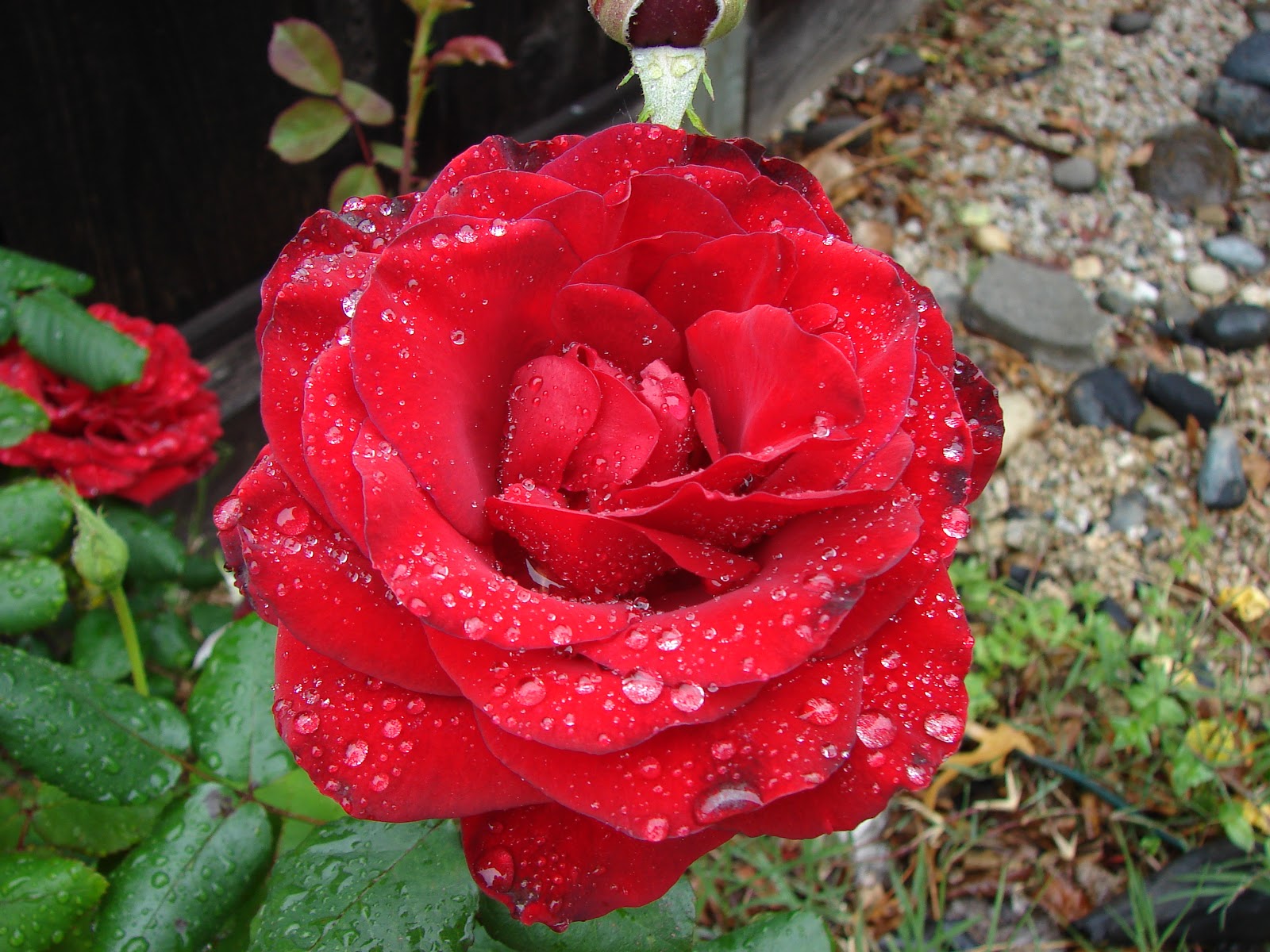 Alina Sayre Raindrops  on Roses 