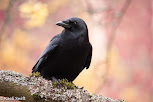 A black crow sits on a mossy branch of a tree. The crow has shiny black feathers and yellow eyes. He looks intently into the camera. The branch is covered with green moss. A dense forest can be seen in the background.