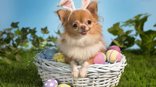 Easter dog and basket full of Easter eggs