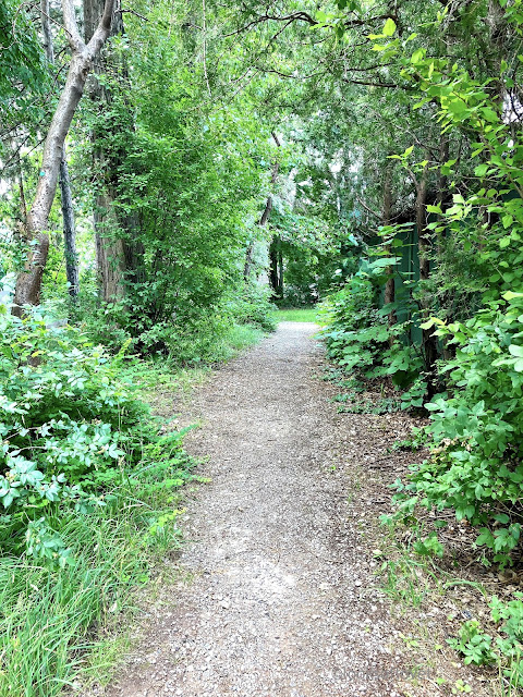 Kurzes Stück Waldweg in Wien - Lifestyle 50Plus