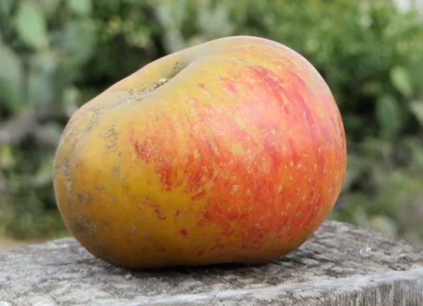 A lopsided orange and green apple with a good bit of russet
